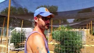 Outdoor hydroponics Marijuana grow #9