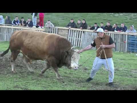 - PERAN OD ŠIŠOVIĆA I LJUBAN ĆAI I BERO, RAKITNO POSUŠJE 2024
