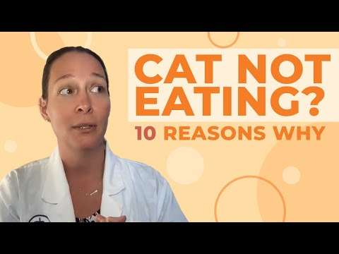 Cat Not Eating? A Vet Gives 10 Reasons Why - YouTube