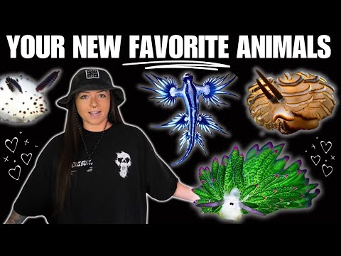 SEA SLUGS I think that you will LIKE | Lindsay Nikole