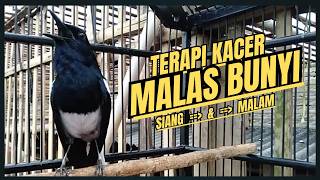 Download lagu Suara Burung Kacer Bikin Lawan Emosi Gacor, Pancingan Kacer Agar Cepat Emosi Gacor mp3
