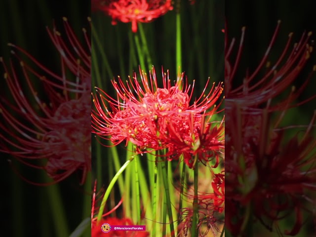 Vídeo relacionado con Calcifer 3 tallos de lirios de araña rojos, flores artificiales de Lycoris (rojo)