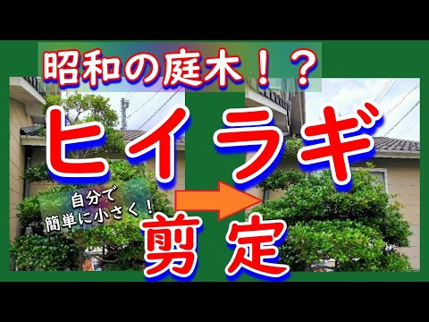 ヒイラギ「コンベクサ」 植物