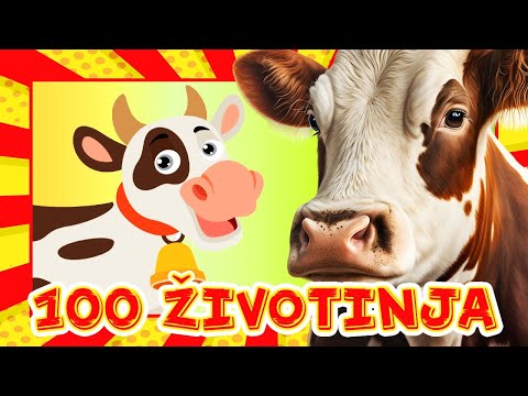 Prvih 100 Životinja 🎴 Učimo nazive životinja i njihovo glasanje 📚 Edukativni video  za vrtićku djecu