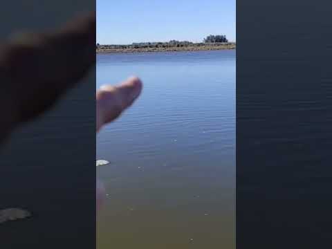 🎣 Visitamos el Río Salado – Partido de Alberti, Buenos Aires 🇦🇷