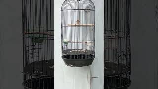 Download lagu Pelanduk Bukit Gacor🔥 #kicaumania #masteranmuraibatu mp3