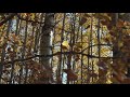 Luminous Voices - In Canadian Woods by Heather Schmidt