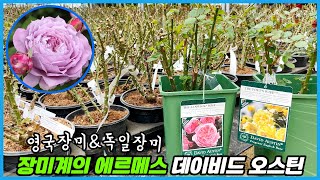 명품 장미는 화분부터 다르네요... 영국장미VS독일장미!!