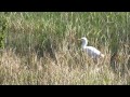 Cattle Egret