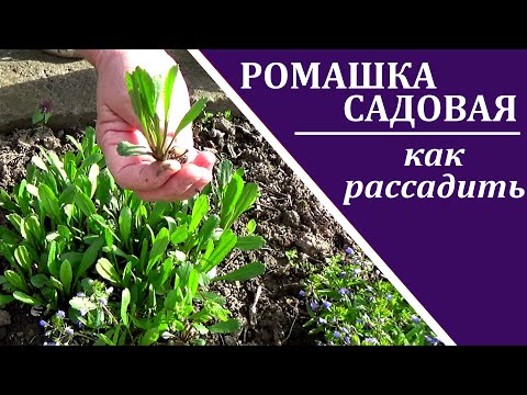 Садовая ромашка  Как рассадить ее весной  чтобы  предотвратить вырождение цветка