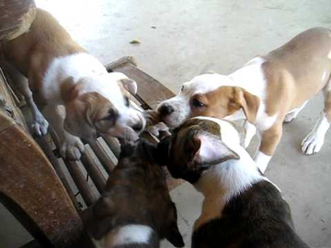 Pit Bull Pandemonium in Phoenix