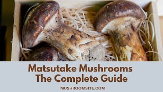 All About Matsutake Mushrooms