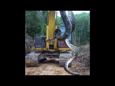 Timsah Yiyen Yılan😱