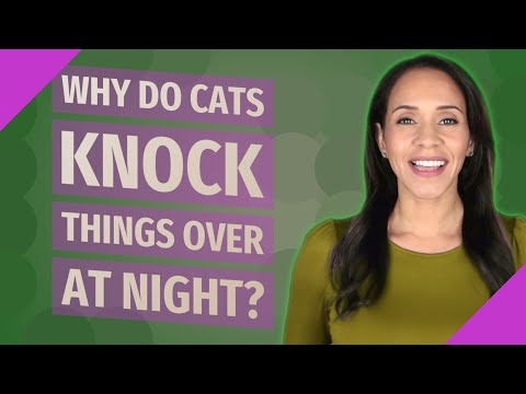 Why do cats knock things over at night?