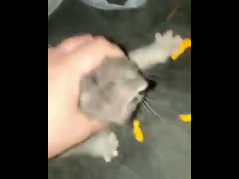 Cat eating Cheetos