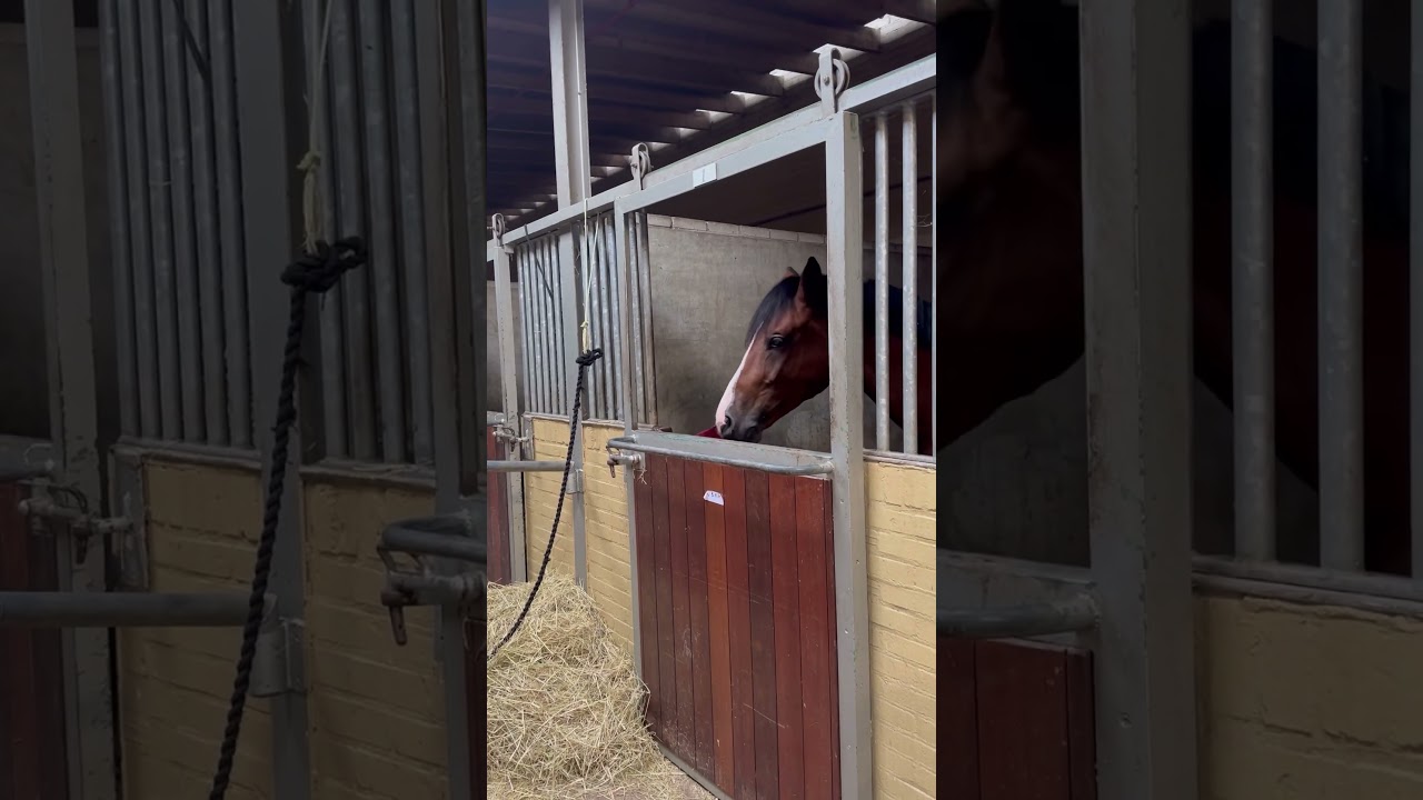 😋😋😋 #monkeysspinningmonkeys #monkey #cartoon #dop2 #baby #drawing #horse #animalsounds #music #eq