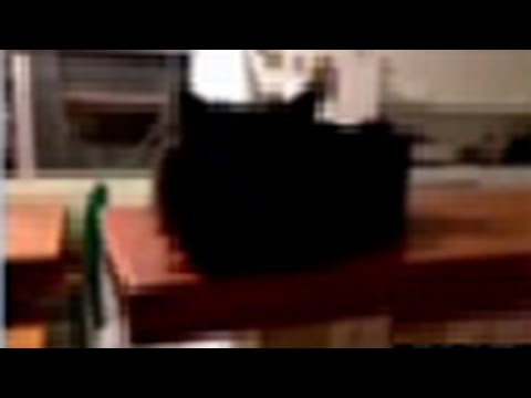 my cat watches me in my sleep and its creepy