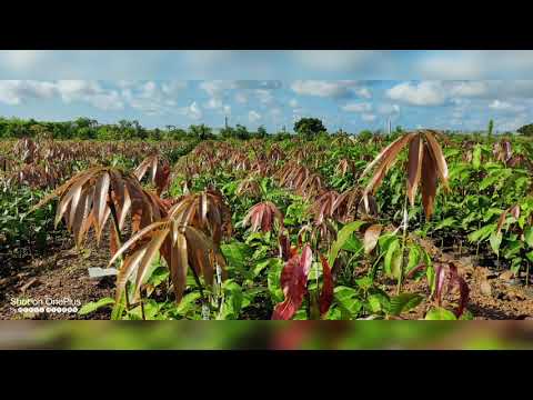 Shree Chamunda farm and Nursery.