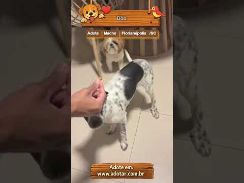 Vídeo de Bob