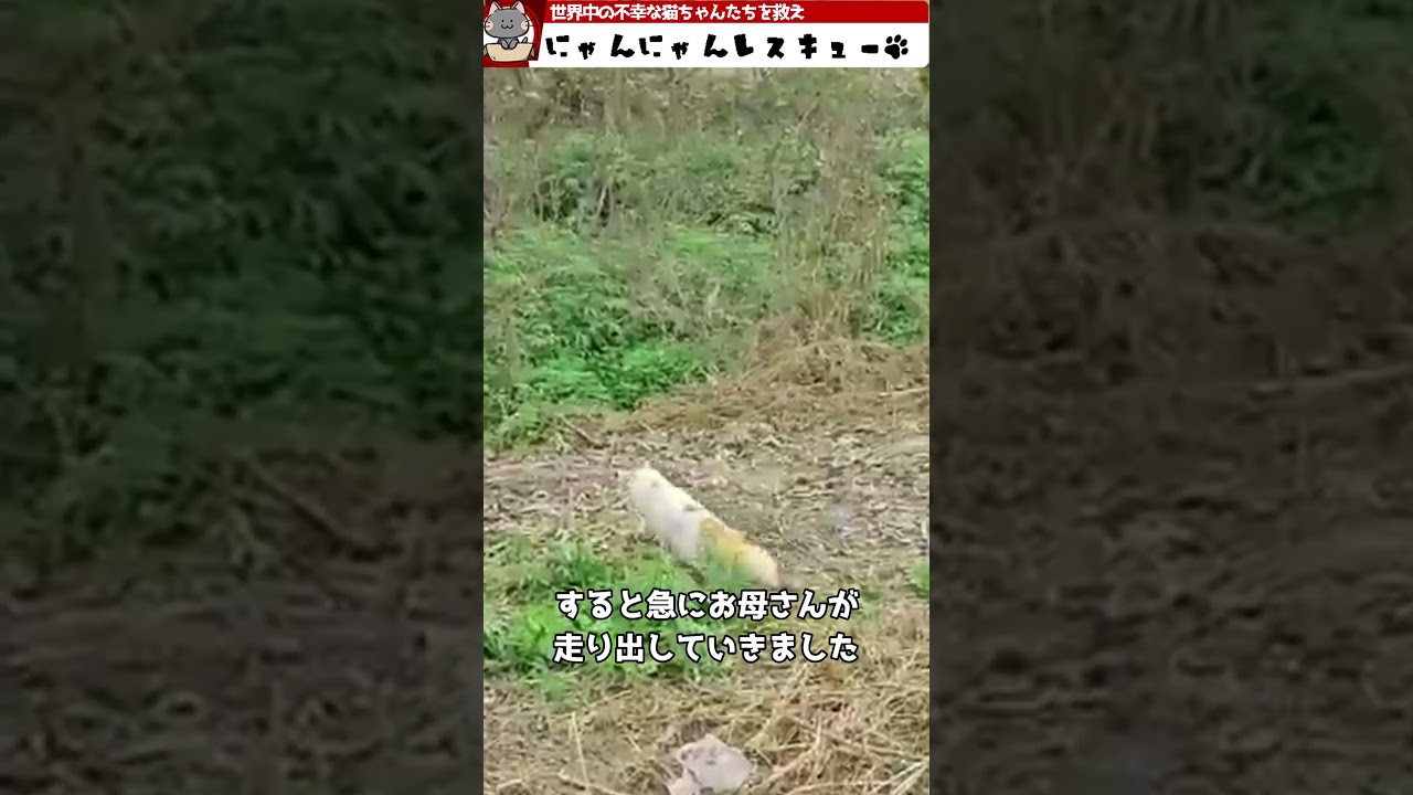 噛み付いて話してくれない猫ちゃん。その理由が驚愕すぎた・・・