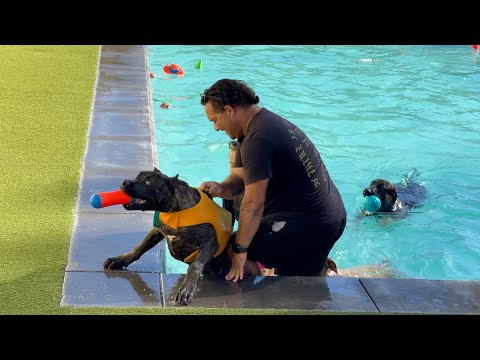 WE SURPRISED OUR PUPPY WITH A FUN DAY OUT & HE HILARIOUSLY JUMPS INTO A DOG POOL FOR THE FIRST TIME!