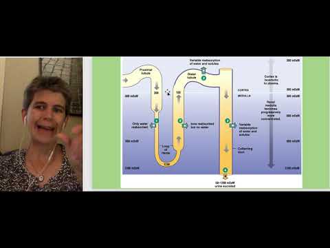 Overview of the Nephron
