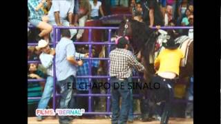 El chapo de sinaloa- recostada en la cama