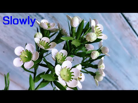 ABC TV | How To Make Chamelaucium Uncinatum Paper Flower With Shape Punch (Slowly) - Craft Tutorial