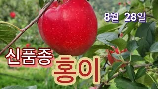 [사과재배] 신품종 홍이/부란병 나무에서 우연발견 ? /홍드림 추가변이/당도15.0~15.5브릭스