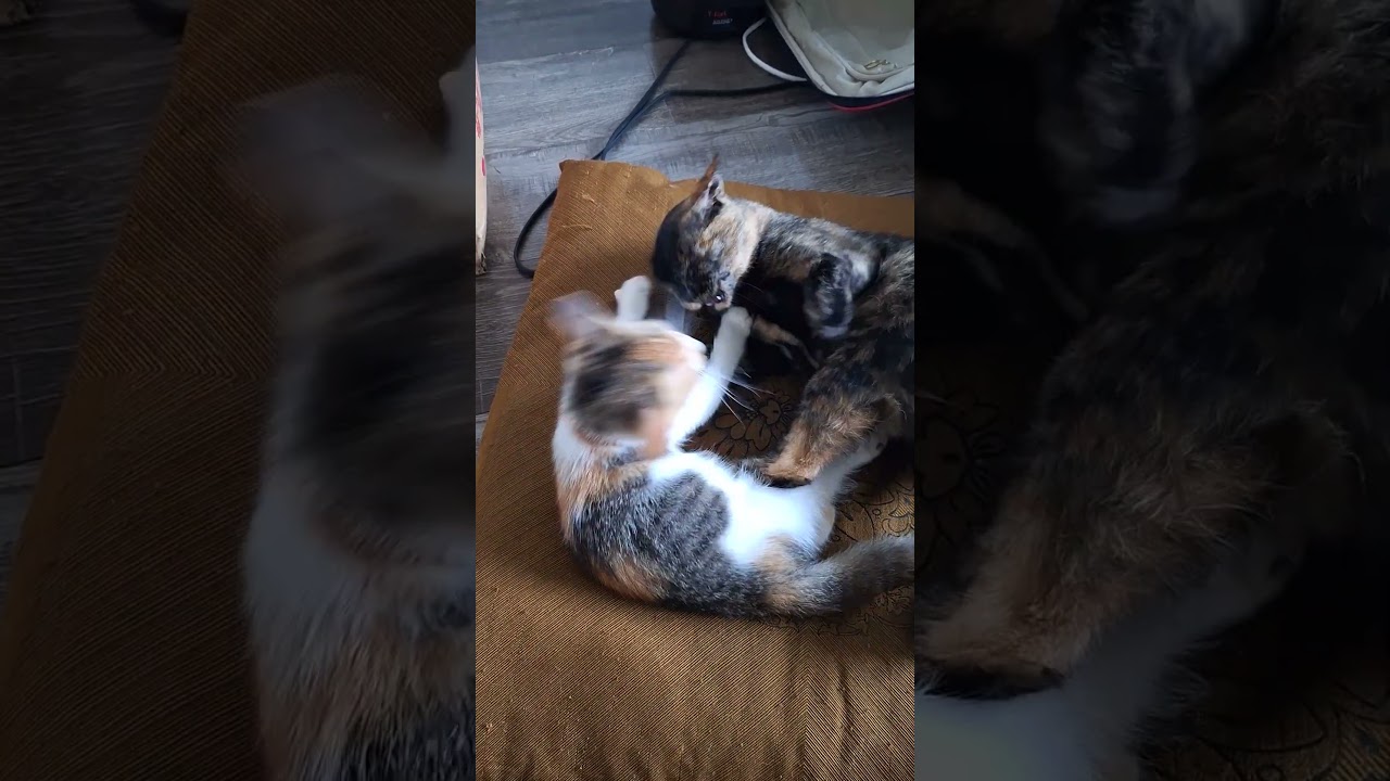 2025年9月13日　浜名湖の天使たち～娘の反抗期 #cat #大天使 #cute #ネコ