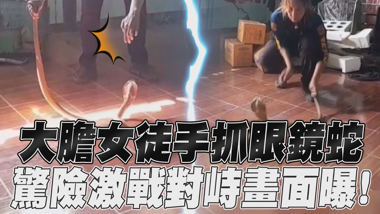 影音/大膽女徒手抓眼鏡蛇 驚險激戰對峙畫面曝!