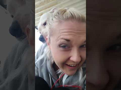 pit bulls attacking with love