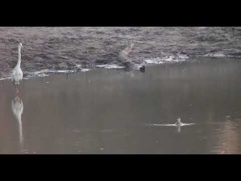 Djuma: Grey Heron, Little Grebe juvenile and Hippo - 05:46 - 08/26/20