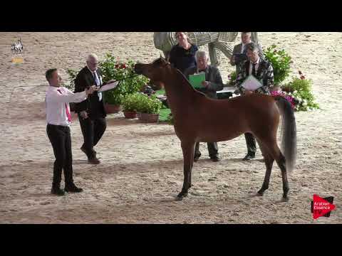 N 22 IMPERIA PC   Italian Nationals 2019   Yearling Fillies Class 1B