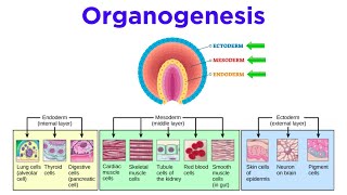 Stages of Animal Development: Cleavage, Gastrulation, Organogenesis