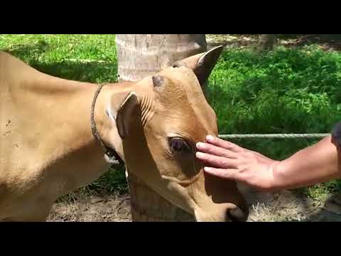 Penyakit LSD Bertambah Jadi 46 Kasus