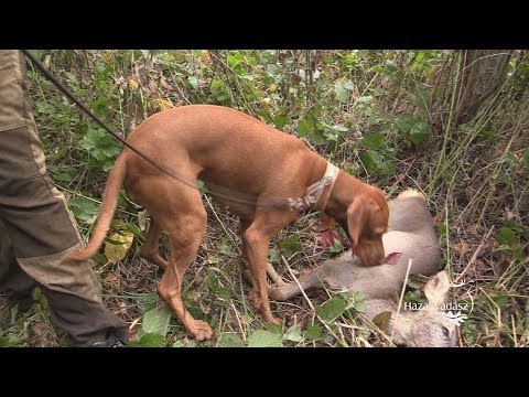 Életképek_XVIII. CACIT Speciális Magyar Vizsla Verseny_2017.10.07-08