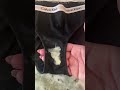 BV Vs Yeast Infections Discharge Odor Girltips Femininehygiene Femininecar Yonicare