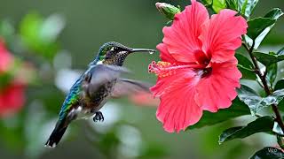 The Most Incredible Hummingbird Footage