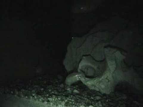 Astyanax fasciatus mexicanus