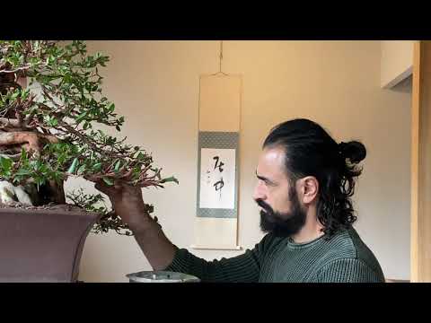 Work on my Myrtus Communis Bonsai