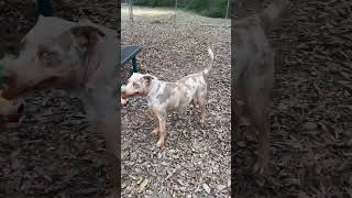 Video preview image #1 American Pit Bull Terrier-Catahoula Leopard Dog Mix Puppy For Sale in Woodbury, NY, USA