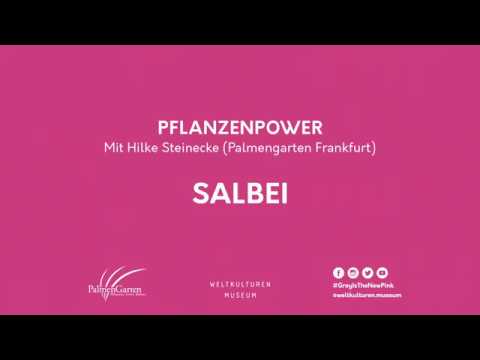 #2 Salbei - PFLANZENPOWER mit Hilke Steinecke