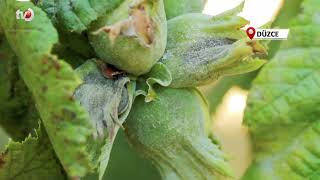 Fındıkta Kozalak Akarı ve Külleme Hastalığına Karşı Mücadele Başlıyor