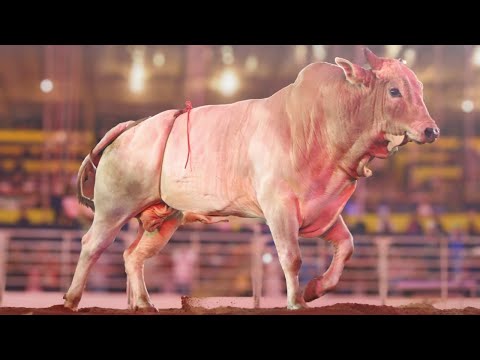 BULL RIDING FINAL - FICAR Rodeo of Assis 2025 / CRP RAM FINAL (Official 4K)