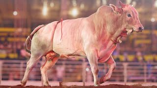 FINAL EM TOUROS - Rodeio da FICAR de Assis 2025 / FINAL CRP RAM (Oficial 4K)