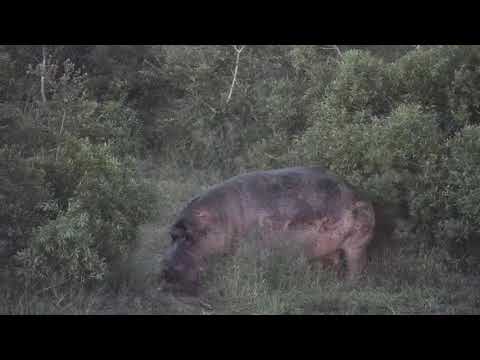 Djuma: Hippo out of the dam - 18:40 - 03/07/20