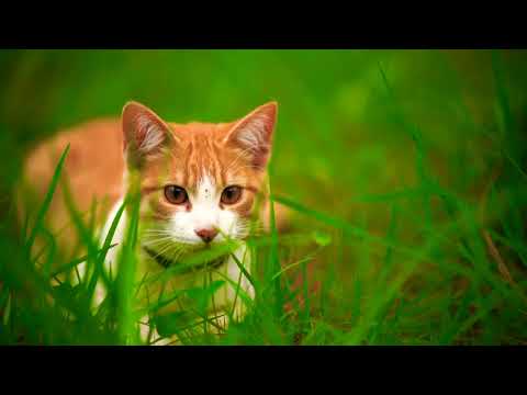 meongggggg....@ilyas ternado