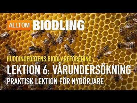 Vårundersökning - Praktisk lektion | Nybörjarkurs i Biodling