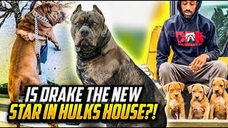 will HULK son drake become the new KING of ddk?